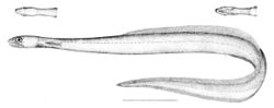 Derichthys serpentinus.jpg