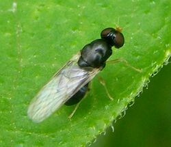 Diptera-Stratiomyidae-Pachygaster-leachii-201207150212.JPG