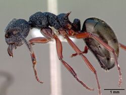 Dolichoderus scabridus casent0010672 profile 1.jpg