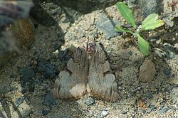 Drasteria ochracea (14592070470).jpg