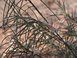 Eremophila oppositifolia angustifolia.jpg