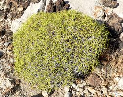 Eriogonum heermannii var sulcatum 1.jpg