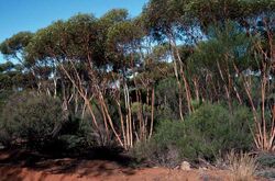 Eucalyptus cerasiformis habit.jpg