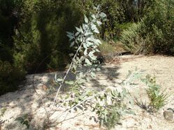 Eucalyptus cretata.jpg