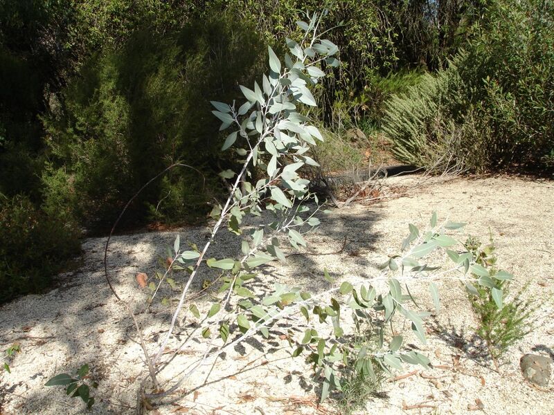 File:Eucalyptus cretata.jpg