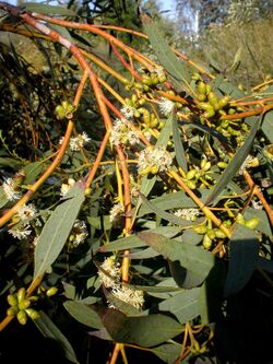 Eucalyptus gracilis 2c.JPG