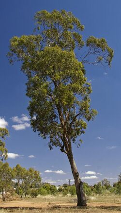 Eucalyptus melliodora 1.jpg