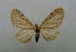 Eupithecia veratraria.jpg