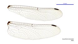 Eusynthemis brevistyla male wings (34248789673).jpg