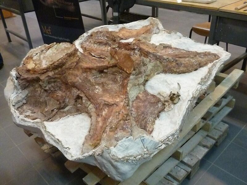 File:Fósiles del titanosauria del Chubut en el Museo Egidio Feruglio de Trelew 20.JPG