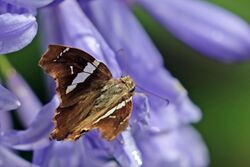 Falcate skipper (Spathilepia clonius).jpg