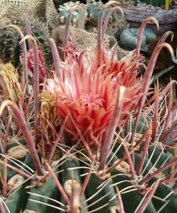 Ferocactus peninsulae HabitusFlowers Bln0906b.jpg