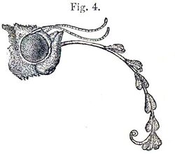 Moth head with long proboscis protruding and curled down, attached to seven pairs of pollen masses.