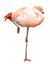 Flamingo1209 white background.jpg