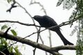 Fork-tailed drongo-cuckoo (Surniculus dicruroides) from the Anaimalai hills JEG3950.jpg