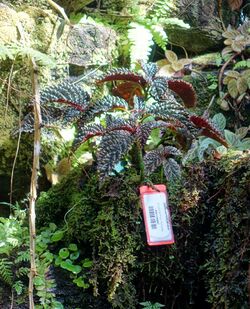 Gasteranthus atratus - Marie Selby Botanical Gardens - Sarasota, Florida - DSC00962.jpg