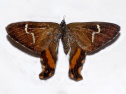 Geometridae - Erateina undulata.JPG