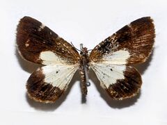 Geometridae - Heterusia conduplicaria.JPG