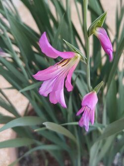 Gladiolus Italicus, Behbahan