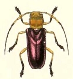 Glenea astathiformis 1894.jpg