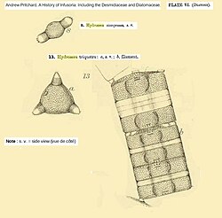 Hydrosera Wallich, 1858.jpg