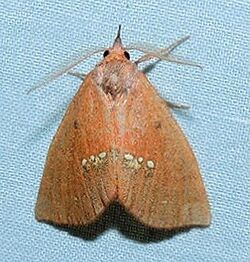 Hypsoropha monilis - Large Necklace Moth (15438609344).jpg