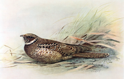Jamaican Poorwill.png