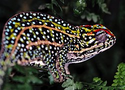 Jeweled Chameleon (Furcifer campani) (7636678070).jpg