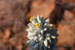 Kalanchoe thyrsiflora00.jpg