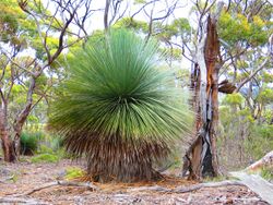 Kangaroo Island grass tree 01.JPG