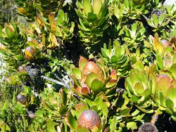 Leucadendron strobilinum (1).jpg