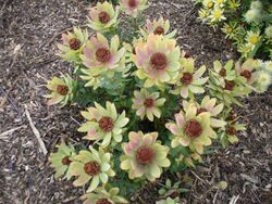 Leucadendron tinctum bush.JPG