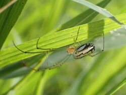 Leucauge argyra Jamaica 01.jpg