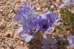 Linanthus parryae.jpg