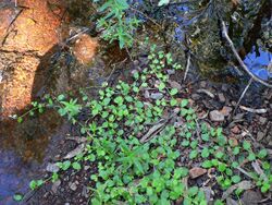 Lobelia arnhemiaca.JPG