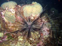 Long-spined sea urchin.jpg