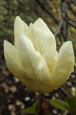Magnolia 'Elizabeth' (34162936922).jpg
