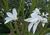 Magnolia kewensis Wadas Memory1MTFL.jpg