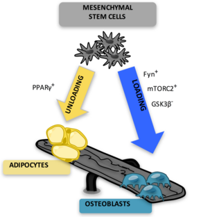 Marrow Adipocytes are derived from mesenchymal stem cell (MSC) differentiation.png