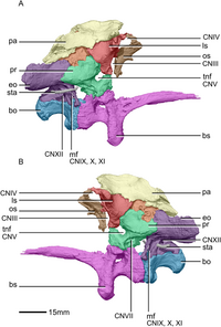 Braincase anatomy of Massospondylus, right and left side view