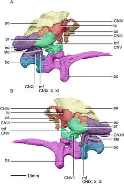 Massospondylus braincase BP 1 5241 right and left lateral view.png