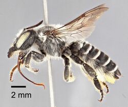 Megachile chomskyi - ZooKeys-283-043-g008.jpeg