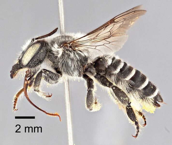 File:Megachile chomskyi - ZooKeys-283-043-g008.jpeg
