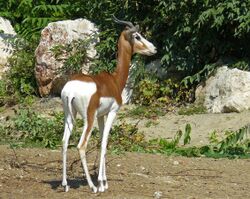 Mhorr Gazelle, Zoo, Budapest.jpg