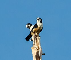photo of two small black and white falcons