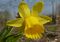 Narcissus minor J1.jpg