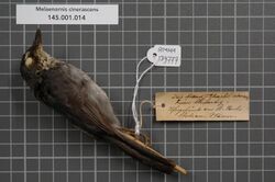 Naturalis Biodiversity Center - RMNH.AVES.139777 1 - Melaenornis cinerascens Hartlaub, 1857 - Muscicapidae - bird skin specimen.jpeg