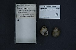 Naturalis Biodiversity Center - RMNH.MOL.156680 - Bellamya robertsoni Von Frauenfeld - Viviparidae - Mollusc shell.jpeg
