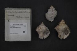 Naturalis Biodiversity Center - RMNH.MOL.198695 - Cymia tecta (Wood, 1828) - Muricidae - Mollusc shell.jpeg