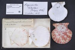 Naturalis Biodiversity Center - RMNH.MOL.323315 - Aequipecten tehuelchus (D'Orbigny, 1842) - Pectinidae - Mollusc shell.jpeg